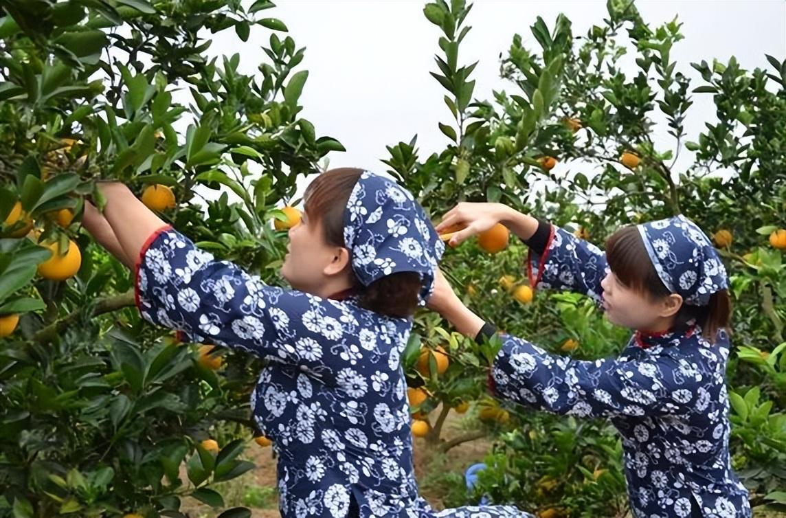 图片[3]-赣南脐橙采摘季，品味江西美味，感受农民辛勤劳动和幸福时光-安远脐橙