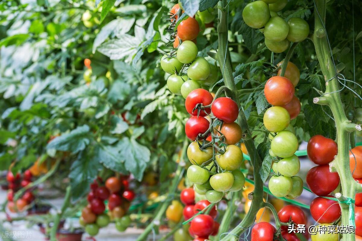 小番茄种植技术分享：怎么种才能结的多，开花结果用不用授粉，怎么浇水施肥？