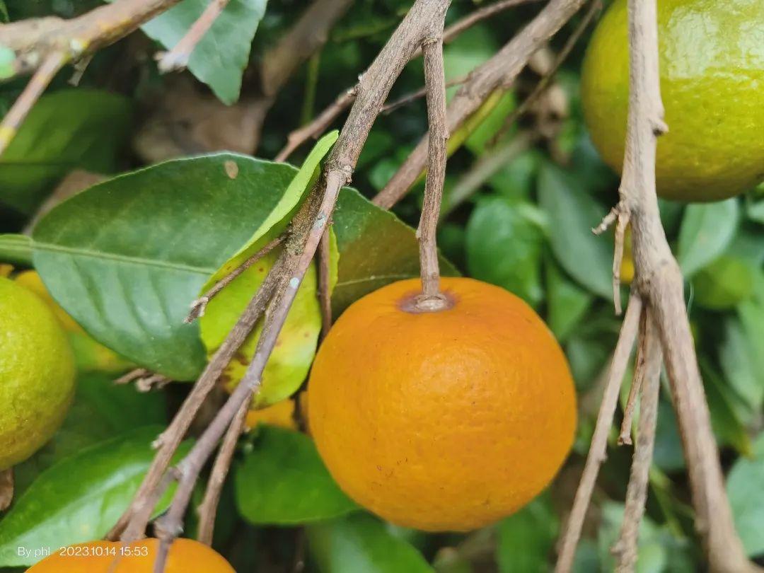 图片[14]-立冬小雪，11月柑橘管理要点：增甜转色、促花芽分化、控冬梢-安远脐橙