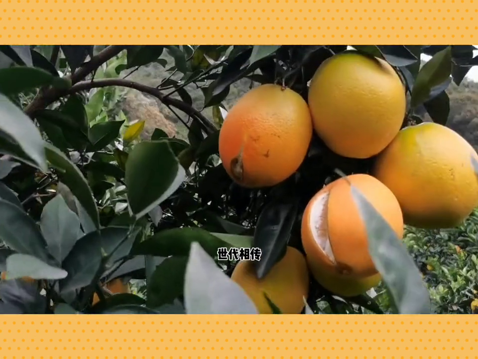 图片[2]-赣南脐橙：鲜美口感、丰富营养的中国珍宝，即将上市！-安远脐橙