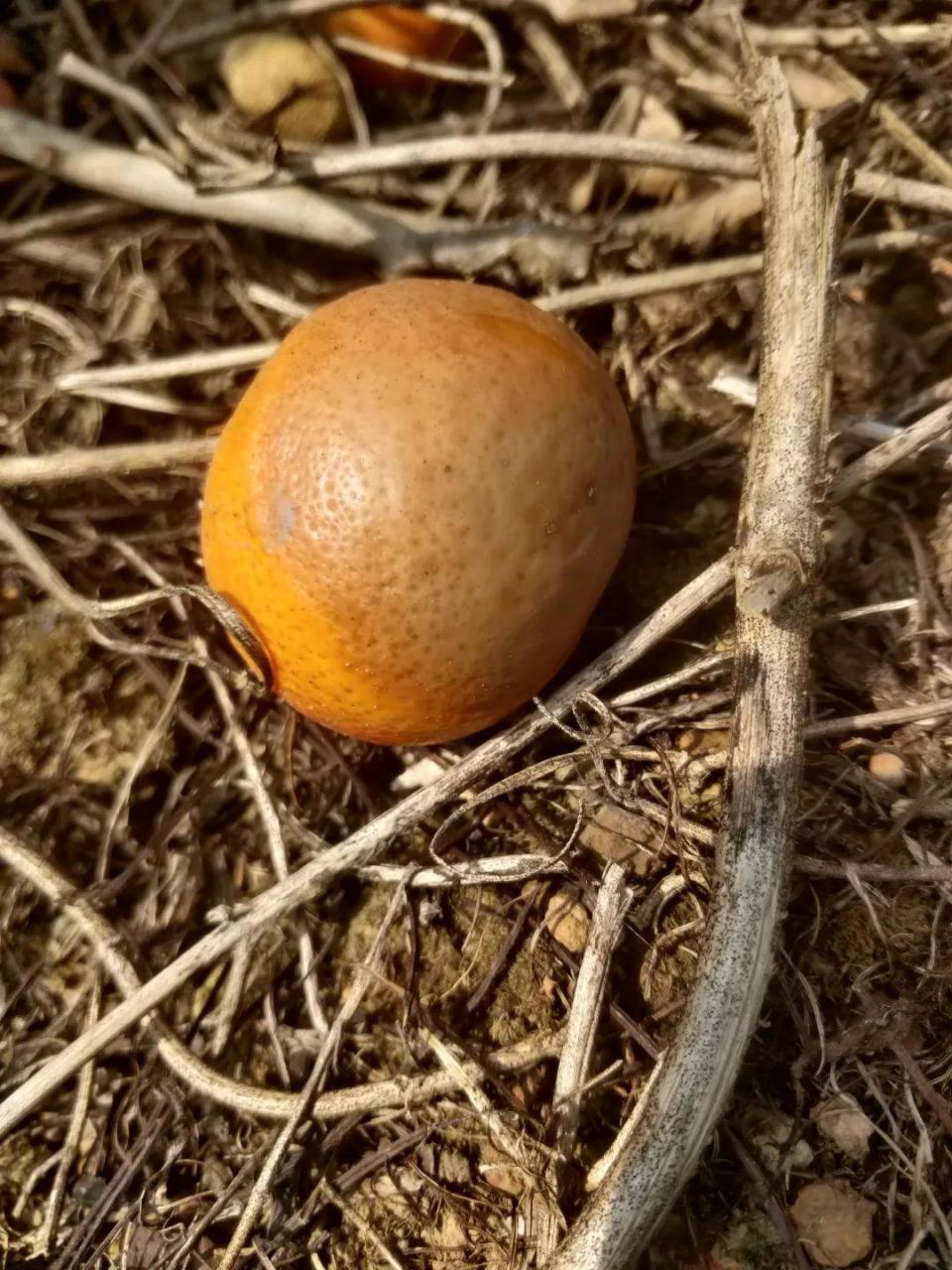 图片[15]-立冬小雪，11月柑橘管理要点：增甜转色、促花芽分化、控冬梢-安远脐橙