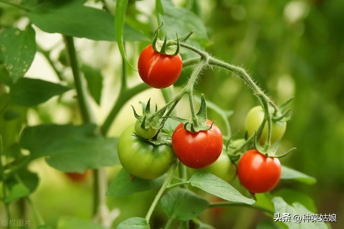 小番茄种植技术分享：怎么种才能结的多，开花结果用不用授粉，怎么浇水施肥？