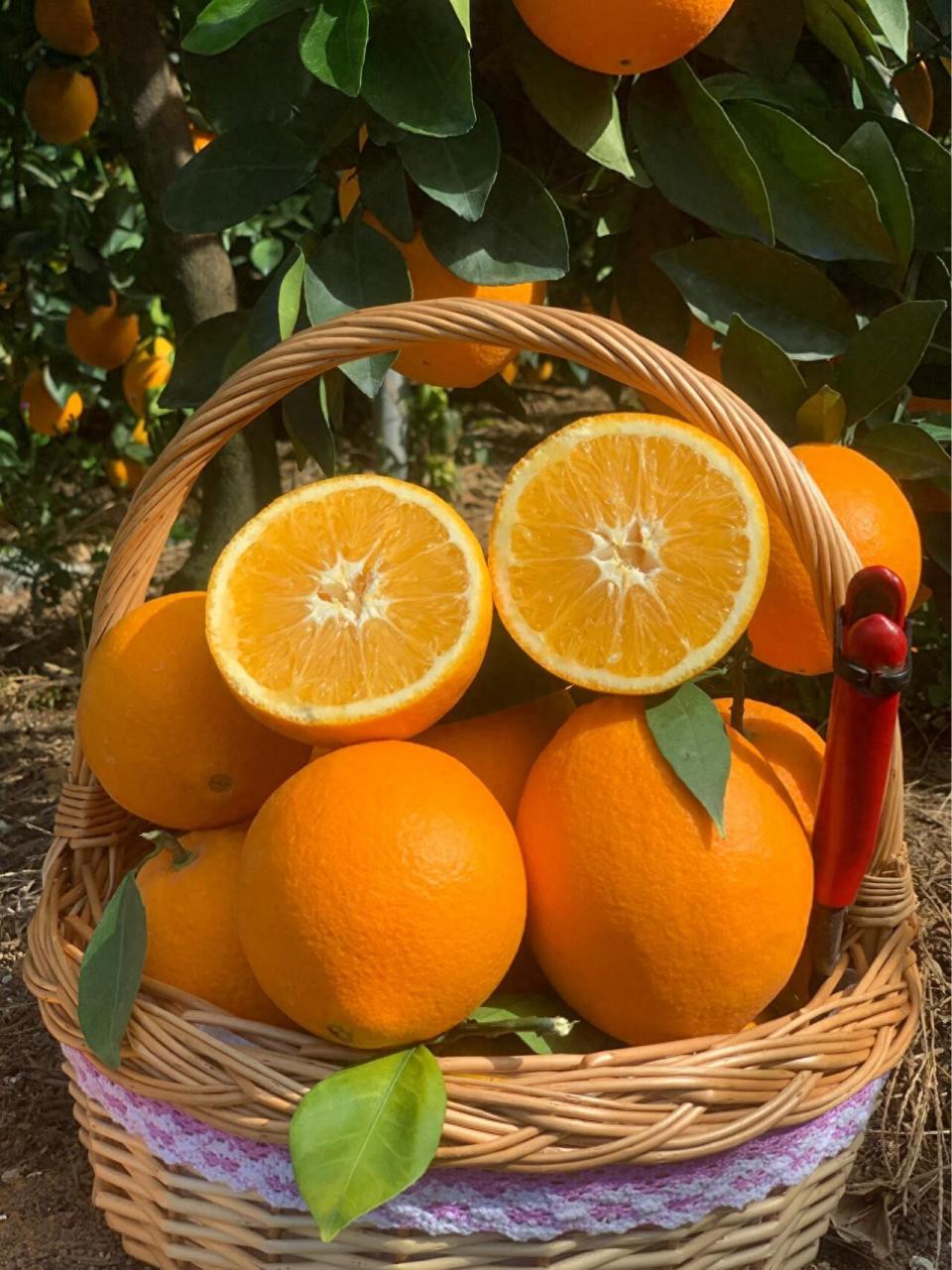 品味赣南脐橙：美味口感与生命力的结合-安远脐橙