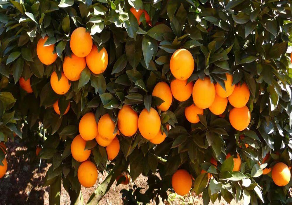 赣南脐橙：全球受欢迎的果中之王，种植历史千年