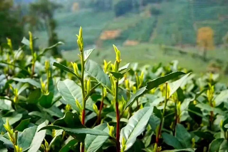紫阳富硒茶：氨基酸、咖啡碱含量高，富含硒元素，生态优良的健康之选