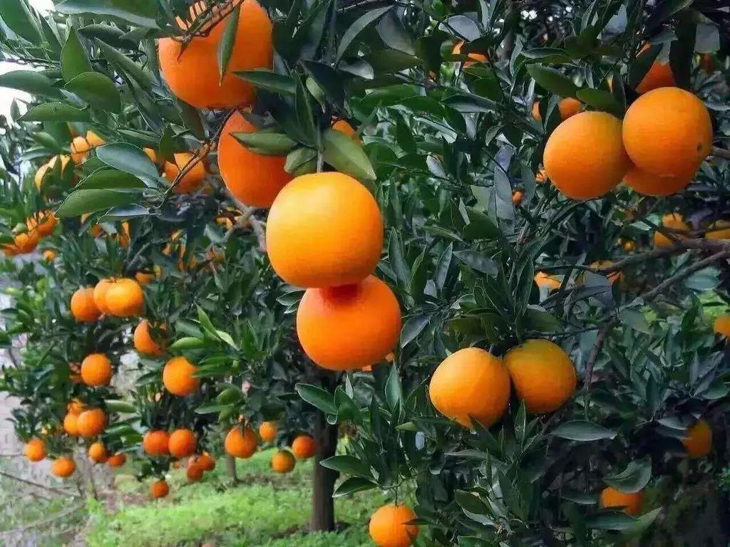 图片[2]-赣南脐橙采摘季，品味江西美味，感受农民辛勤劳动和幸福时光-安远脐橙