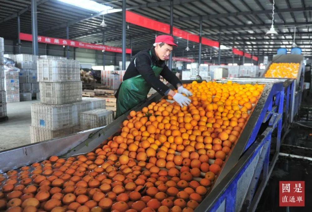 图片[4]-赣南脐橙采摘季，品味江西美味，感受农民辛勤劳动和幸福时光-安远脐橙