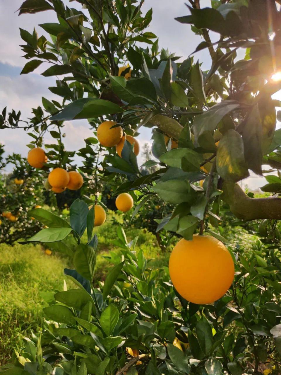 赣州信丰脐橙：秋冬里的甜蜜滋味，这个世界橙乡值得一品