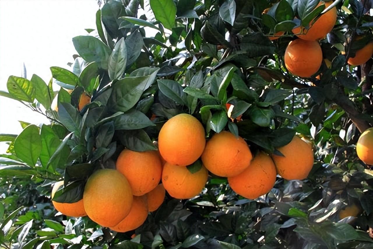 赣南脐橙采摘季，品味江西美味，感受农民辛勤劳动和幸福时光-安远脐橙
