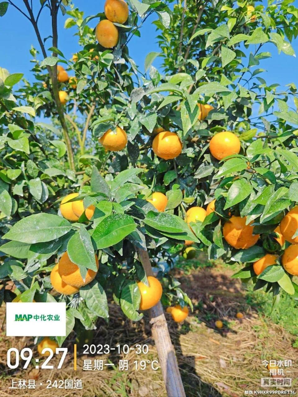 图片[4]-立冬小雪，11月柑橘管理要点：增甜转色、促花芽分化、控冬梢-安远脐橙