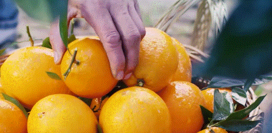 赣南脐橙正式开摘！金灿灿的果子诱人无比，快来尝一口吧！