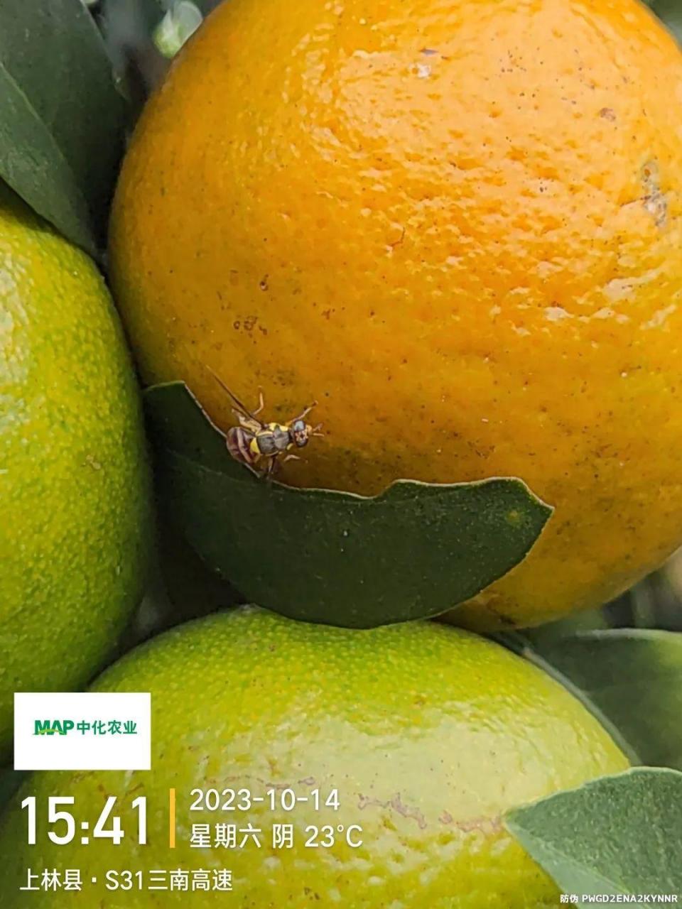 图片[13]-立冬小雪，11月柑橘管理要点：增甜转色、促花芽分化、控冬梢-安远脐橙