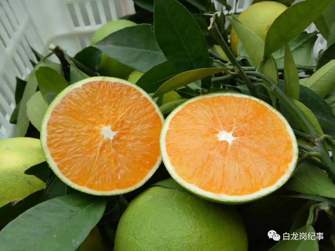 九月红品牌推介活动助力秭归脐橙打造世界理想之橙