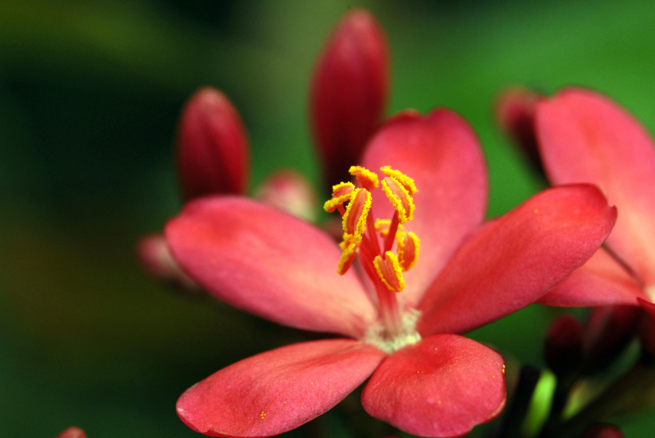 长春花：多年生草本植物，花朵红紫粉白黄多色，生机勃勃-安远脐橙