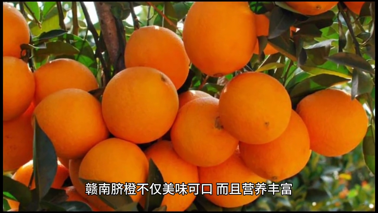 赣南脐橙：口感细腻、营养丰富，享受橙中之王的独特愉悦