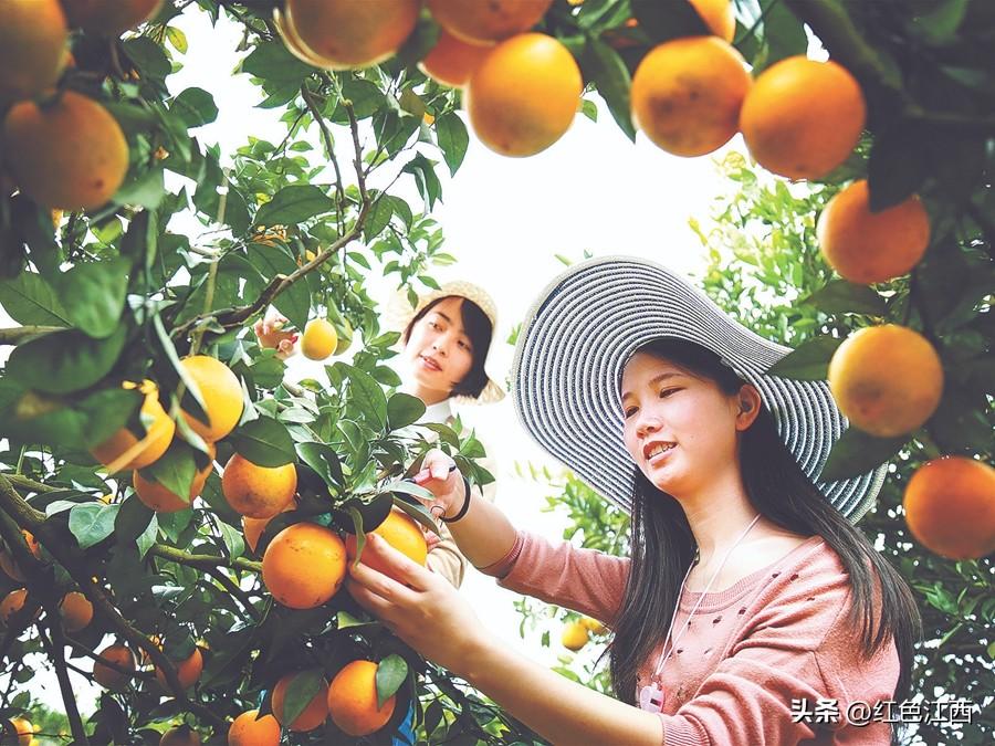 赣南脐橙种植面积全国第一，产量最高，品牌价值全国第一