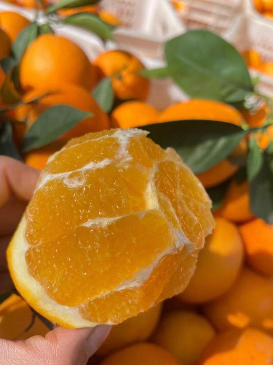 品味赣南脐橙：美味口感与生命力的结合