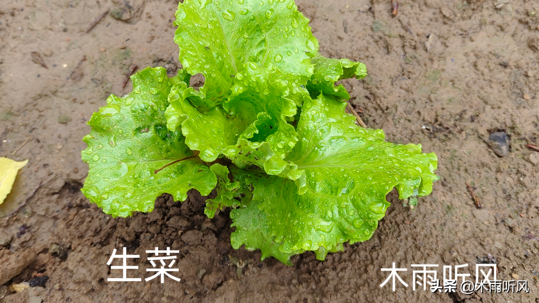 图片[2]-提高生菜产量的种植技巧，选择适宜土壤和品种，合理播种管理-安远脐橙