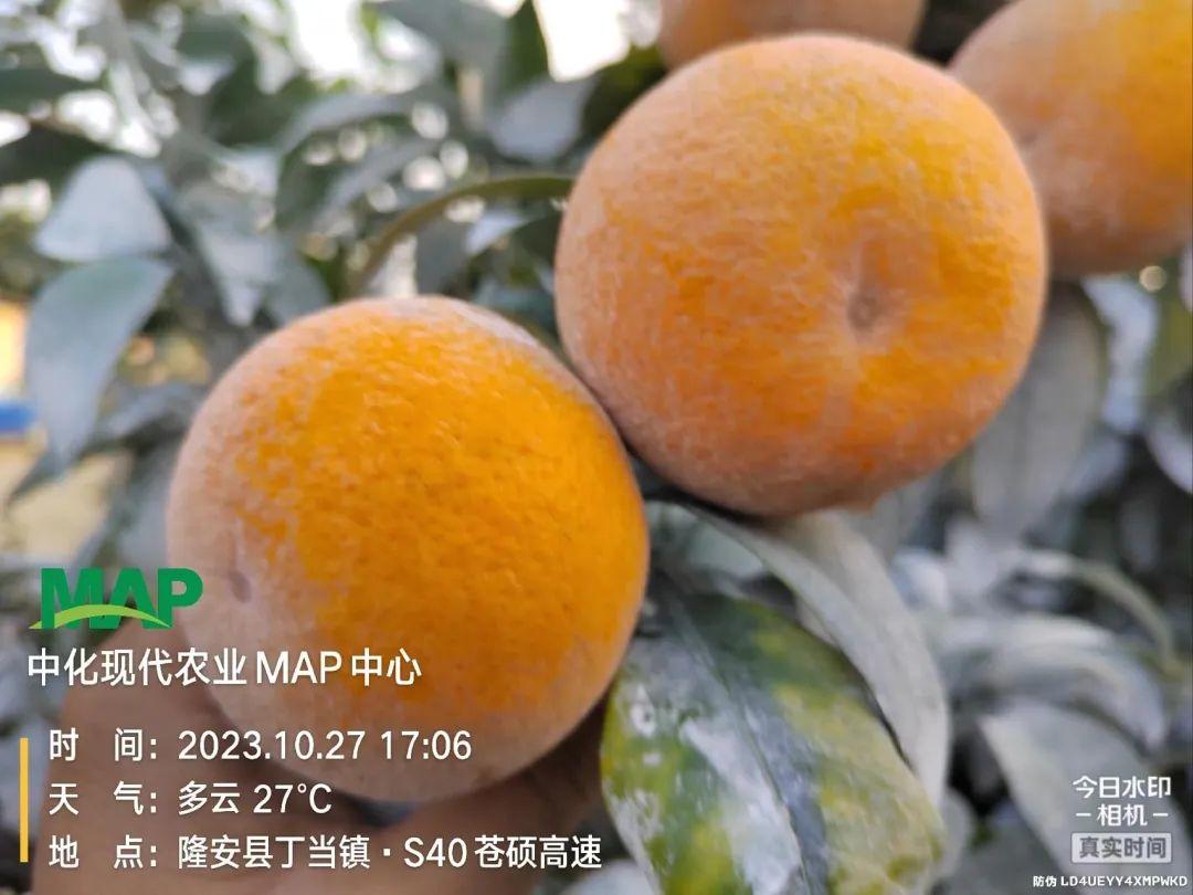 图片[2]-立冬小雪，11月柑橘管理要点：增甜转色、促花芽分化、控冬梢-安远脐橙