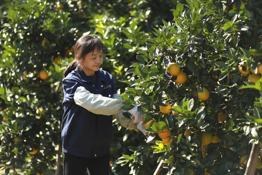 赣州信丰脐橙：秋冬里的甜蜜滋味，这个世界橙乡值得一品