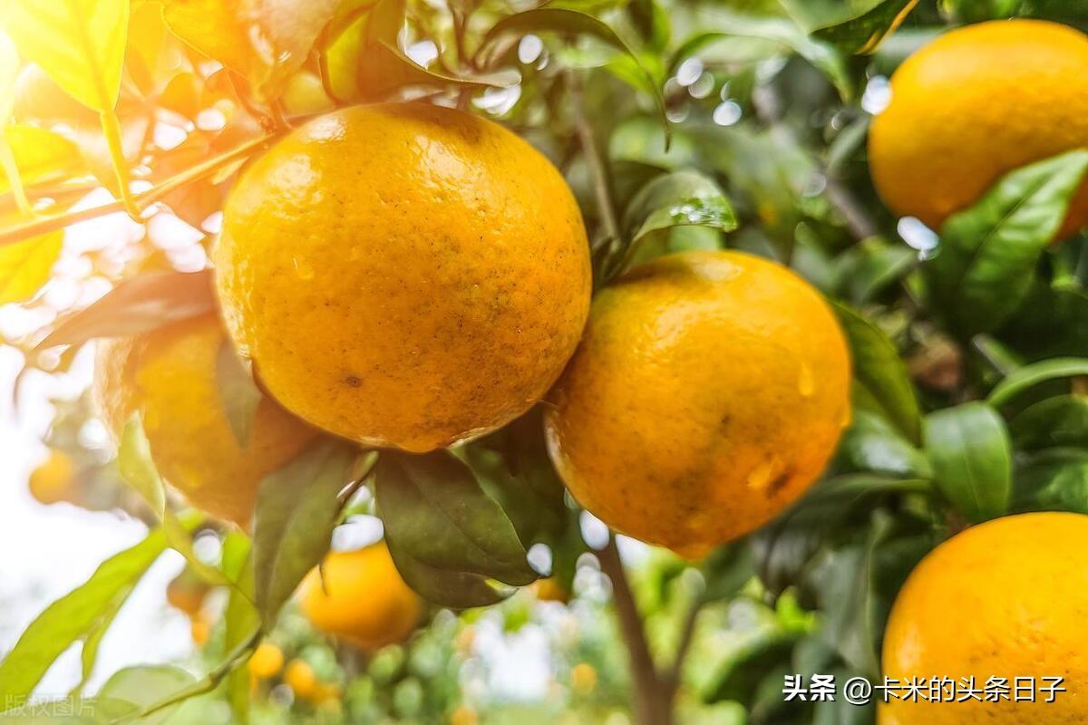 柑橘类水果：营养丰富，口感独特，有机种植助力发展