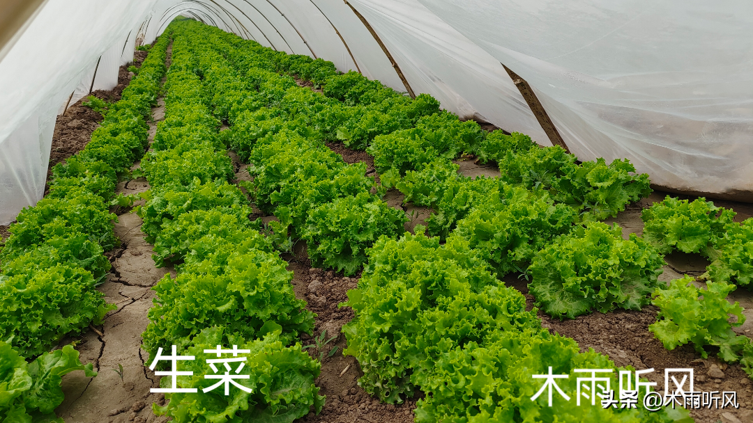 提高生菜产量的种植技巧，选择适宜土壤和品种，合理播种管理-安远脐橙
