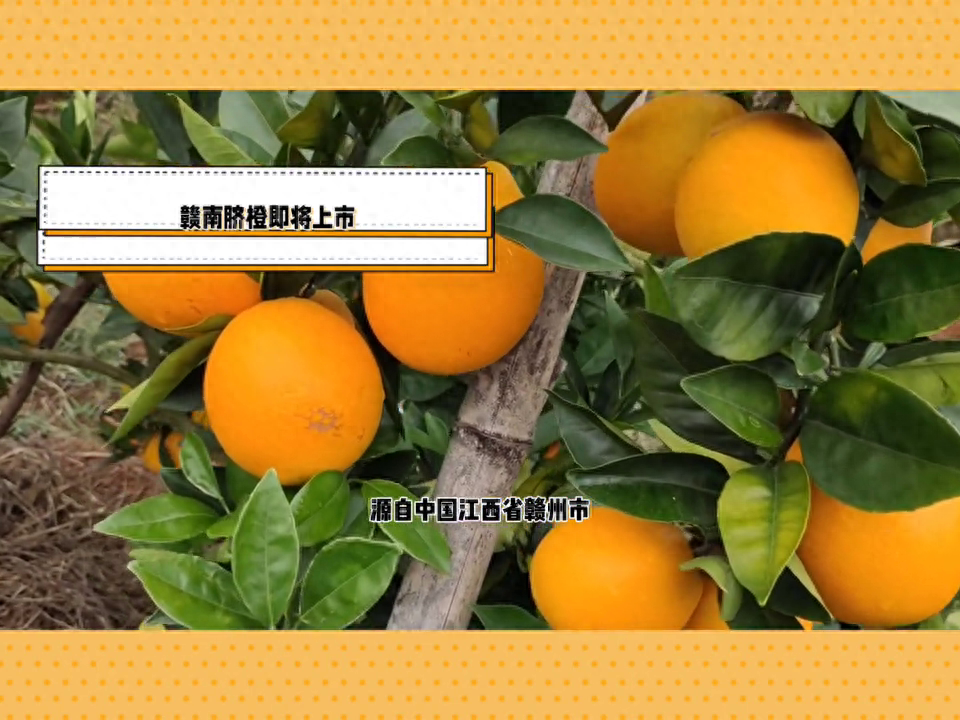 图片[1]-赣南脐橙：鲜美口感、丰富营养的中国珍宝，即将上市！-安远脐橙