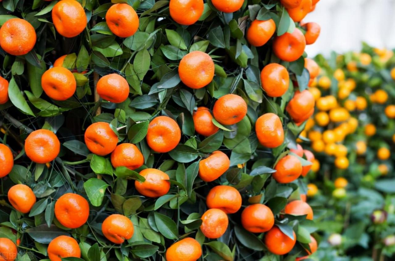 柑橘溃疡病防治方法及应对策略，专家为您解读！