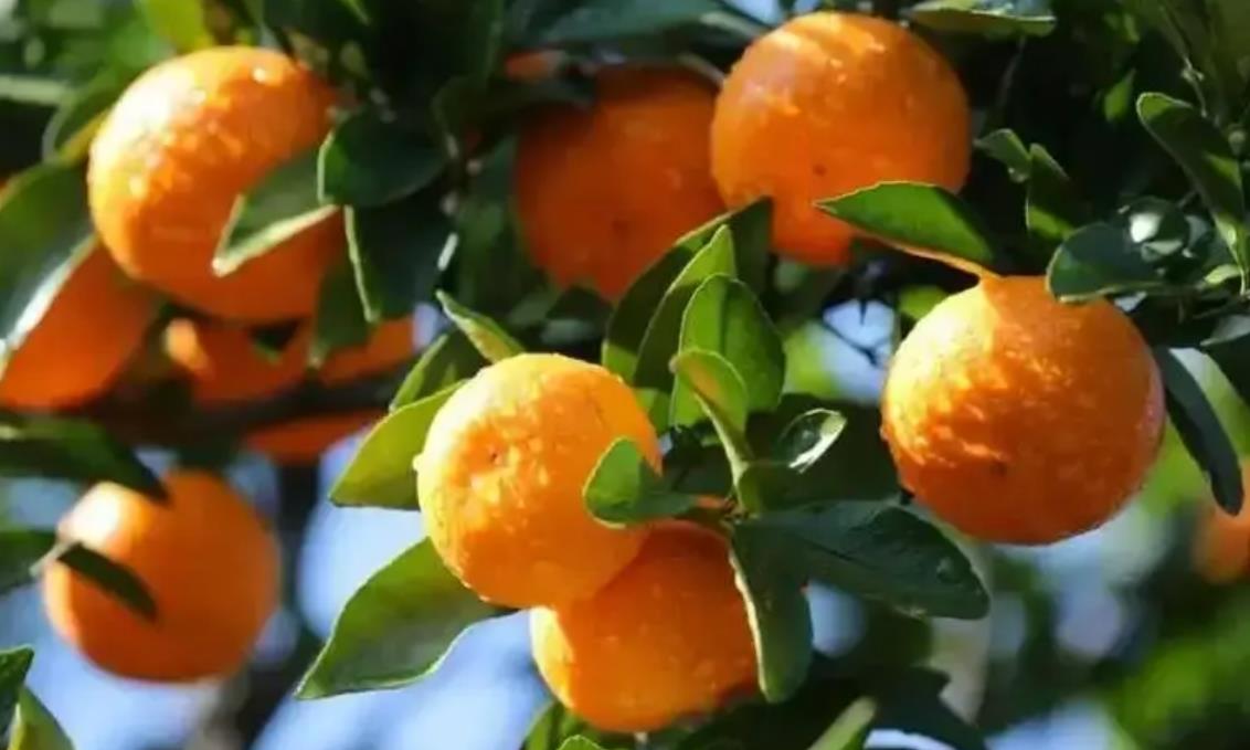 图片[7]-冬日柑橘美食盛宴！8个地方柑橘口味细腻，哪里是你的家乡？-安远脐橙