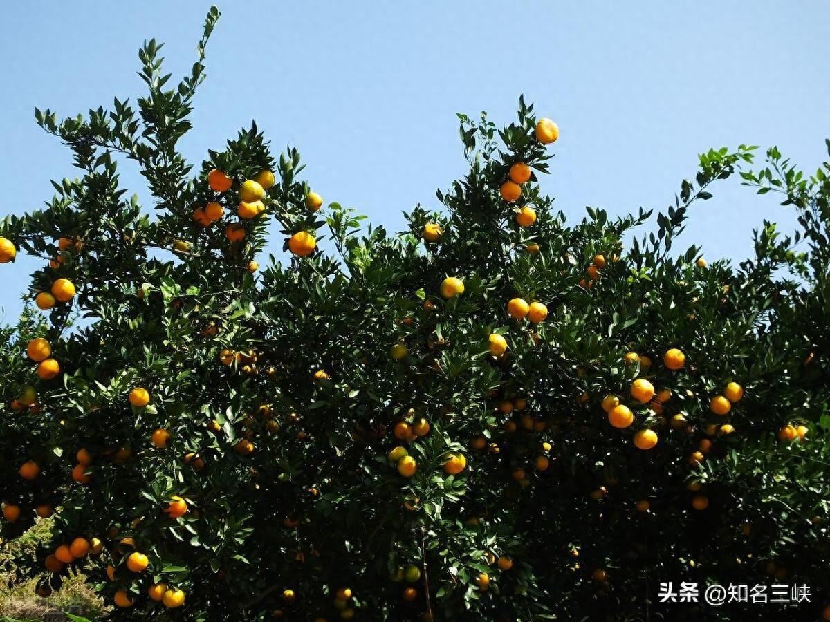 2023年湖南柑橘滞销原因分析及应对措施-安远脐橙