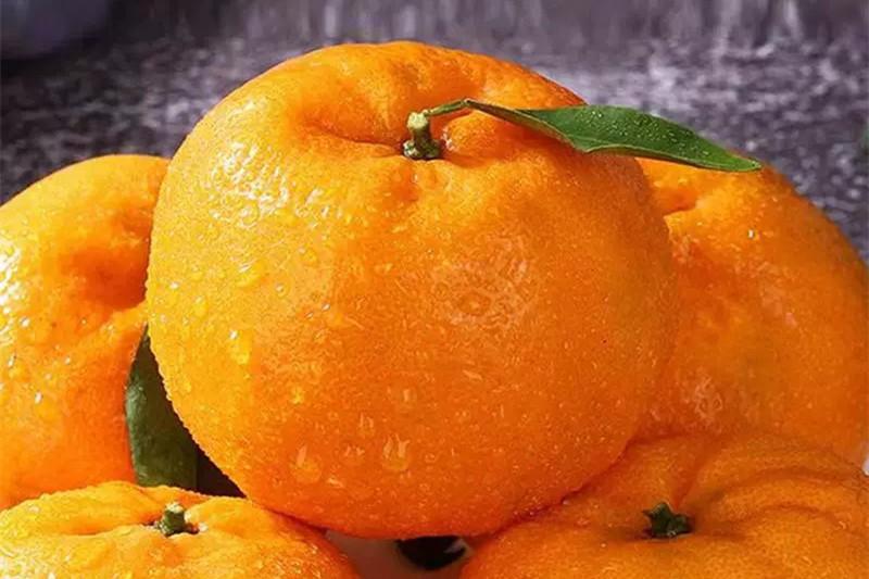 图片[4]-冬天最好吃的橘子品种大揭秘！爱媛果冻橙、砂糖桔等你品尝！-安远脐橙