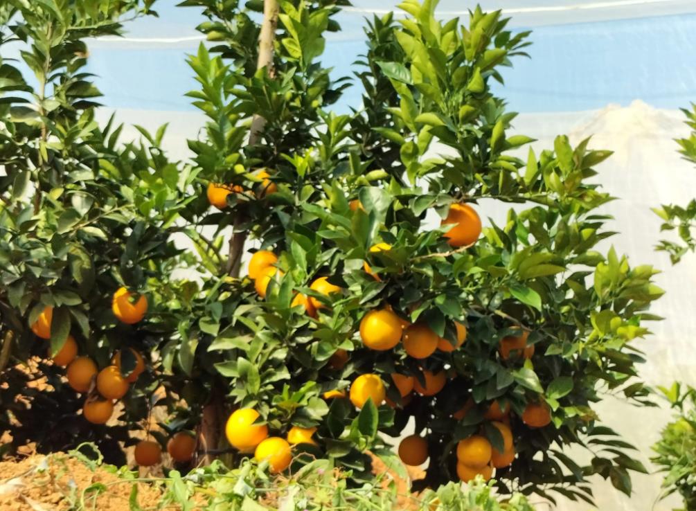 赣南脐橙：千年历史，自然之味的黄金之果