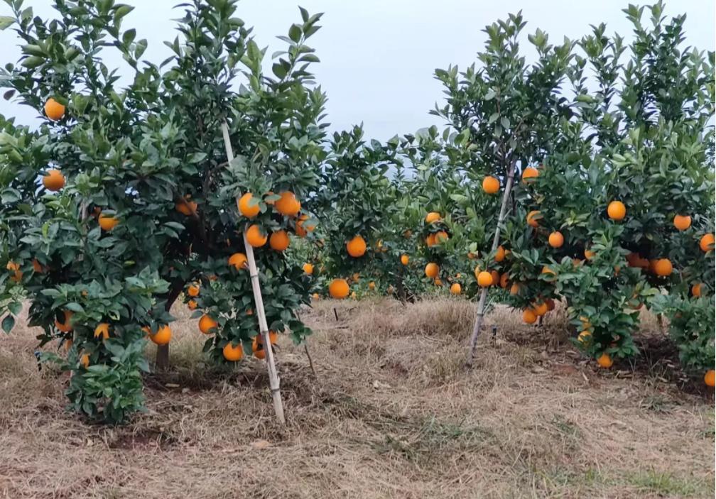 赣南脐橙品种与口感分析，纽荷尔脐橙和福本脐橙受欢迎程度高