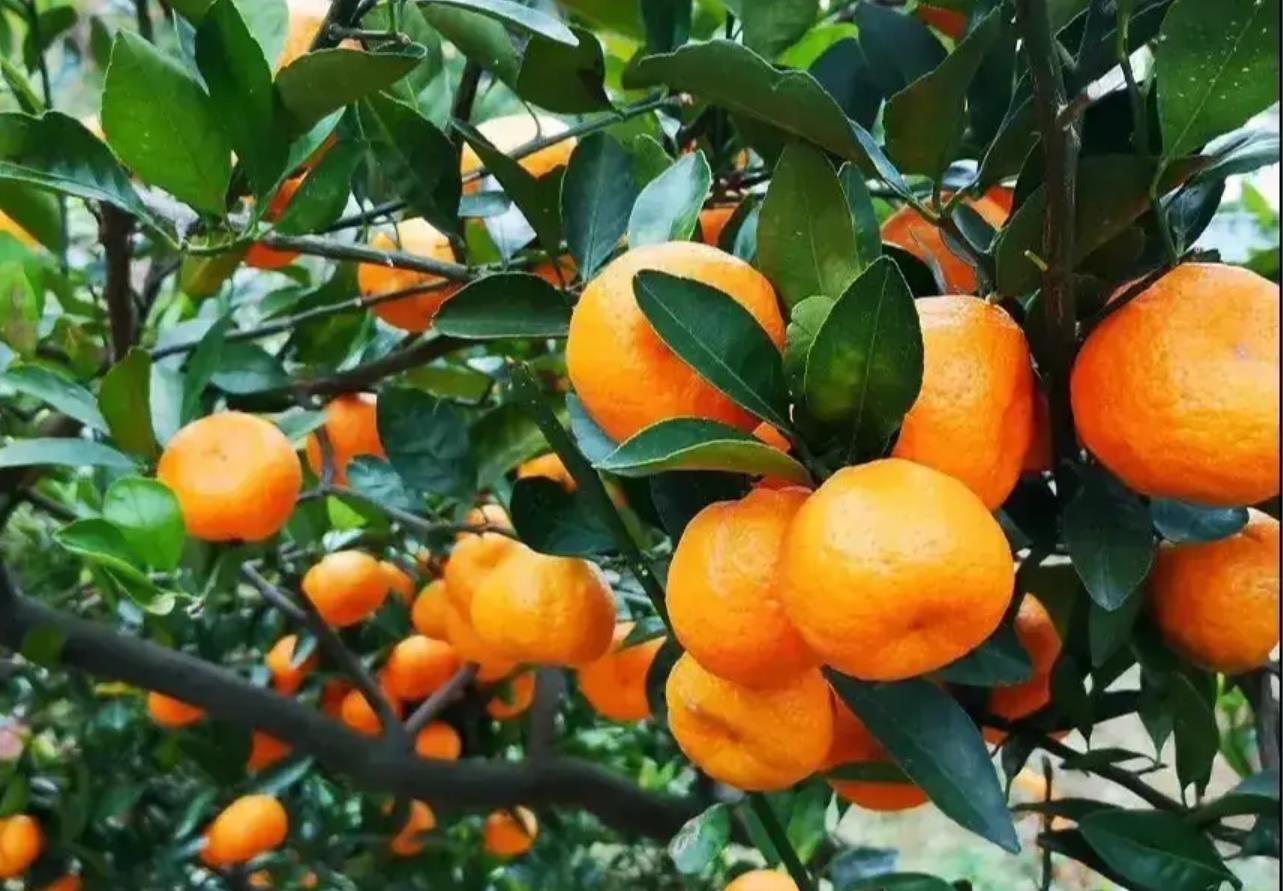 图片[9]-冬日柑橘美食盛宴！8个地方柑橘口味细腻，哪里是你的家乡？-安远脐橙