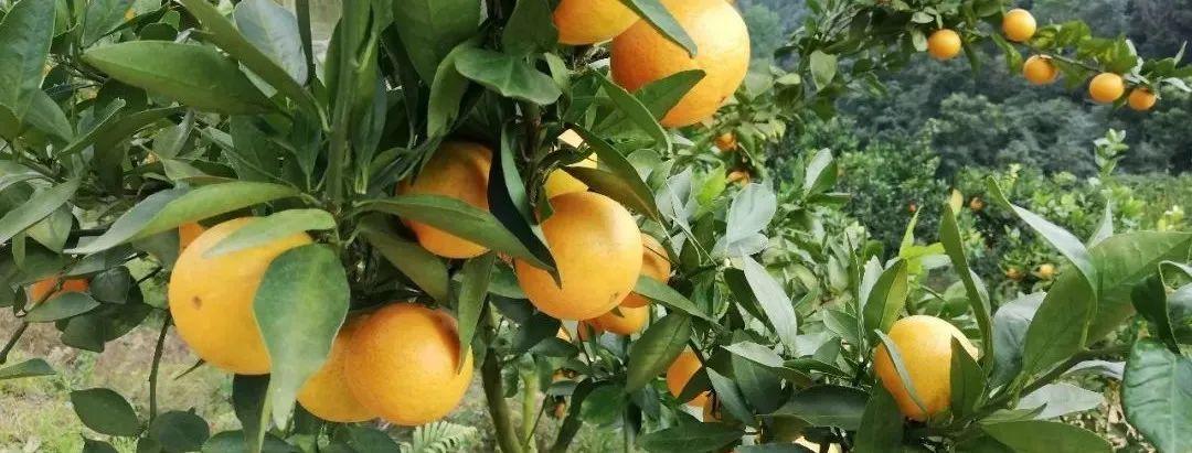 柑橘保鲜储藏方法大揭秘！价格稳定，销售周期延长，收益增加！