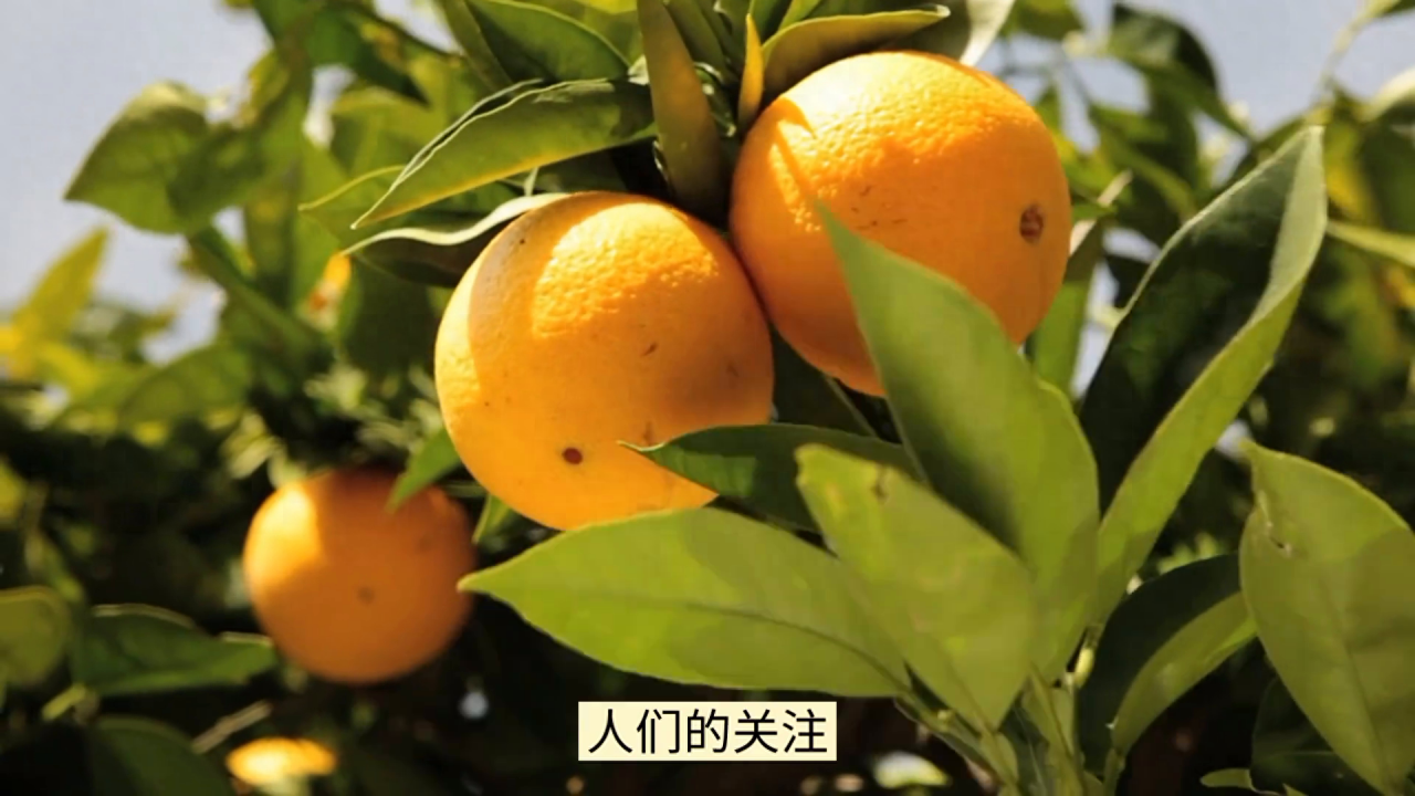 湖南衡南赤土村的脐橙种植技巧与成功经验分享，打造优质的自产自销销售网络-安远脐橙