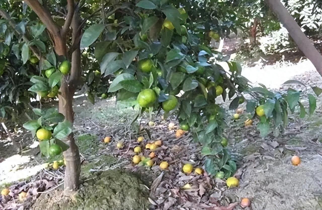 图片[1]-柑橘采前落果的原因及预防补救措施，加强树体营养和防治病虫害是关键-安远脐橙