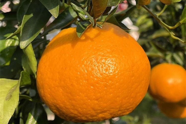 图片[6]-冬天最好吃的橘子品种大揭秘！爱媛果冻橙、砂糖桔等你品尝！-安远脐橙