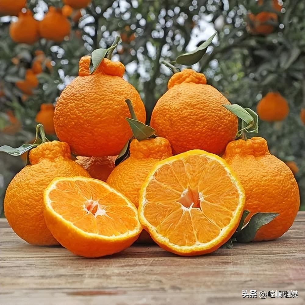 冬日柑橘美食盛宴！8个地方柑橘口味细腻，哪里是你的家乡？