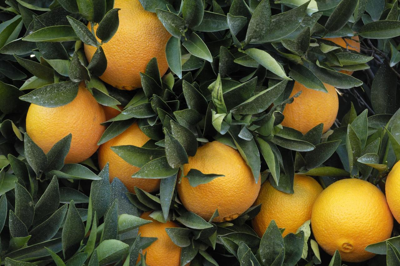 双点脐橙——纯天然、无添加的超级好吃的脐橙！-安远脐橙