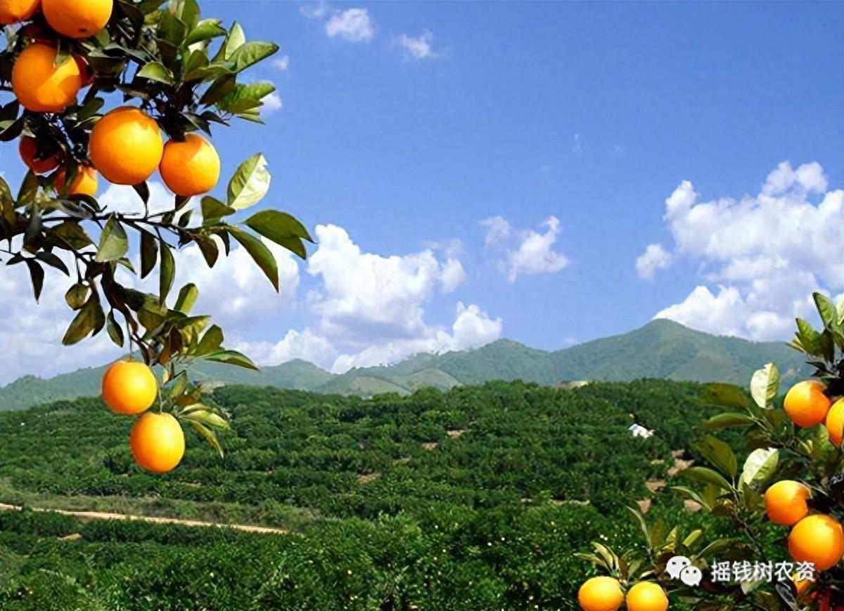 2023年柑橘保鲜储藏方法详解，采收时机、贮藏温湿度、防腐处理全面解析-安远脐橙