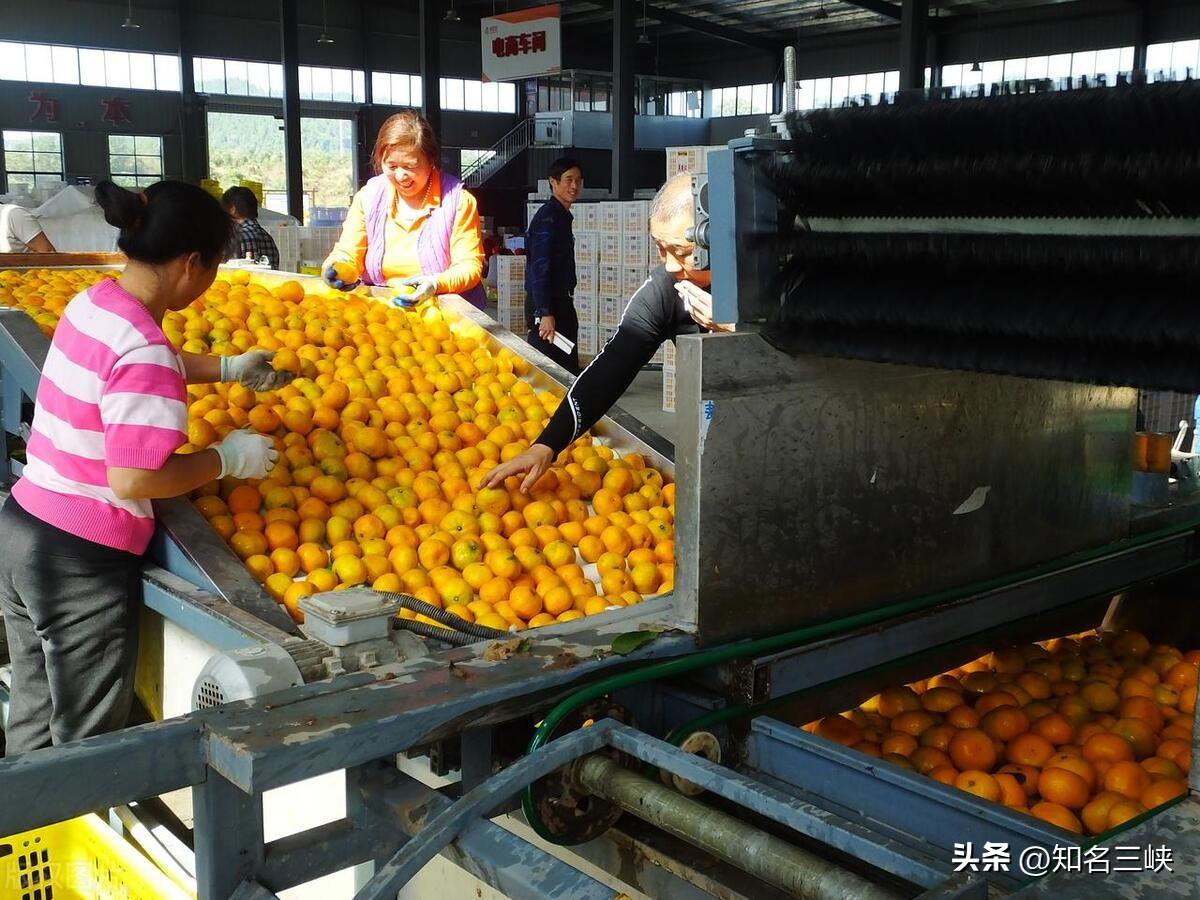 2023年湖南柑橘滞销原因分析及应对措施
