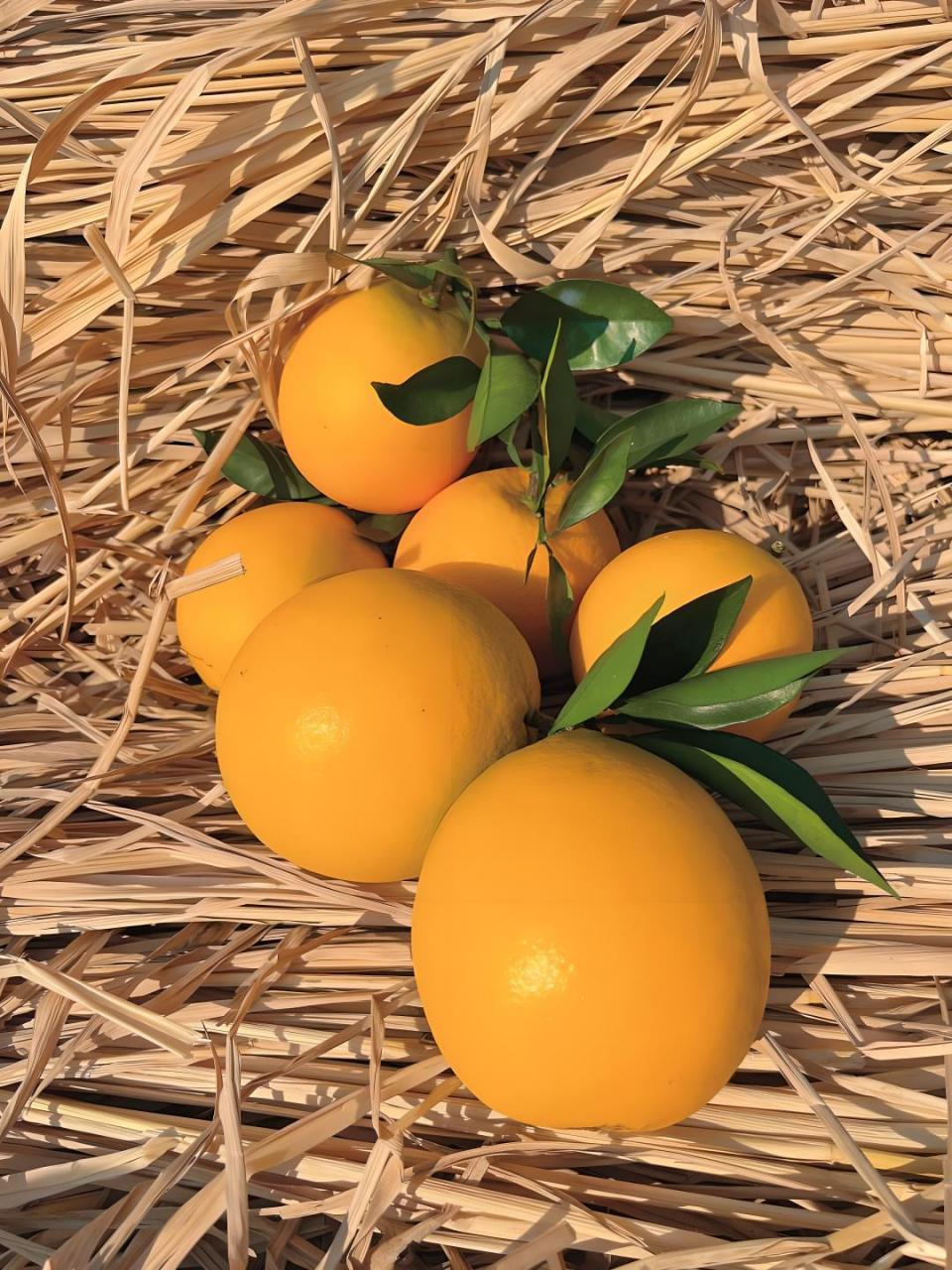 图片[1]-【赣南脐橙】中国水果界的明珠，营养丰富还有优惠活动！-安远脐橙