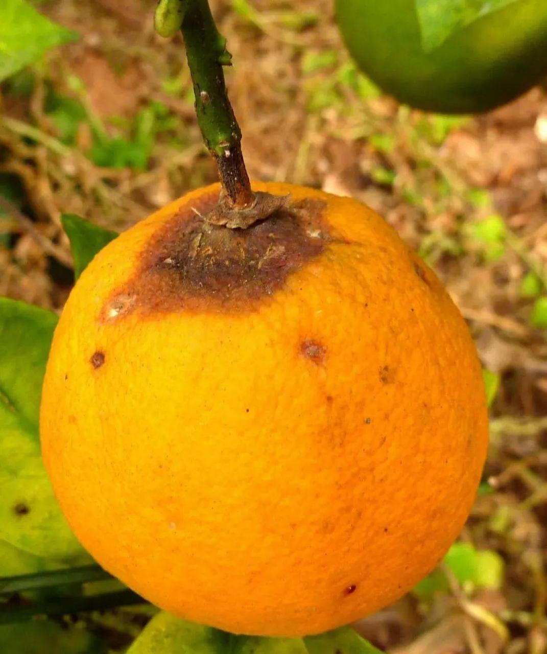 图片[4]-柑橘采前落果的原因及预防补救措施，加强树体营养和防治病虫害是关键-安远脐橙