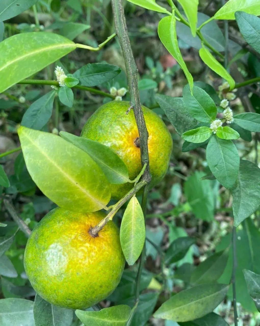 图片[2]-柑橘采前落果的原因及预防补救措施，加强树体营养和防治病虫害是关键-安远脐橙