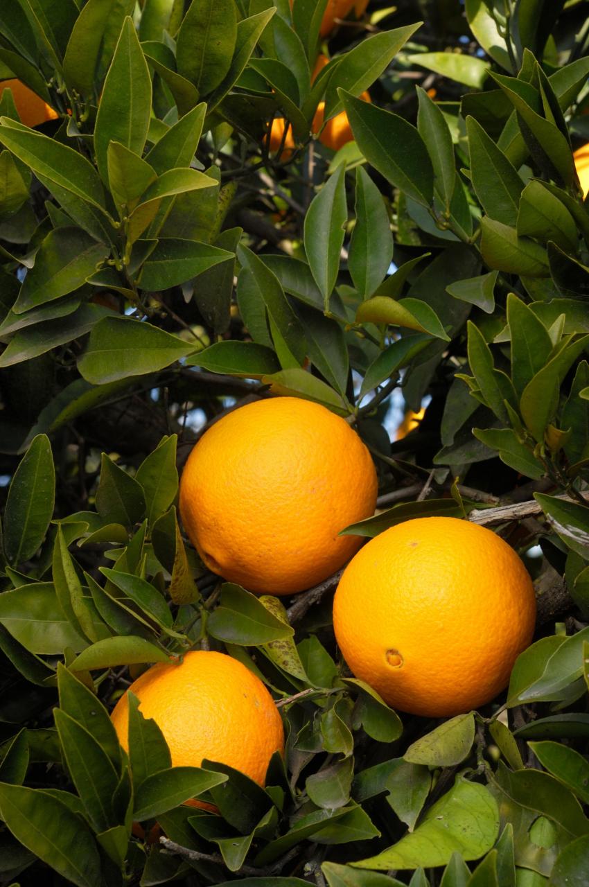 图片[1]-赣南脐橙种植者的用心之作，品质保证的高品质橙子-安远脐橙