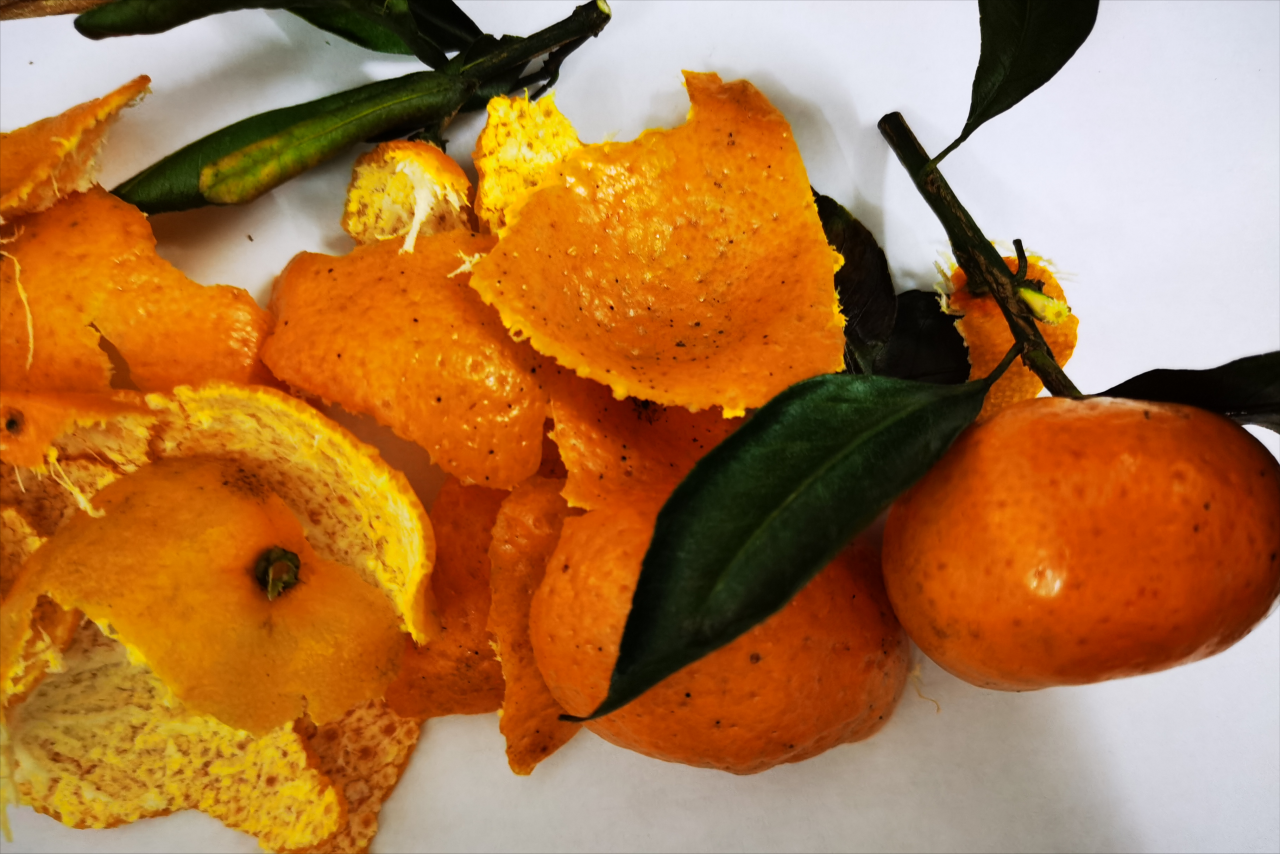 柑橘生长环境选择与采摘技巧，让果实饱满多汁保持新鲜