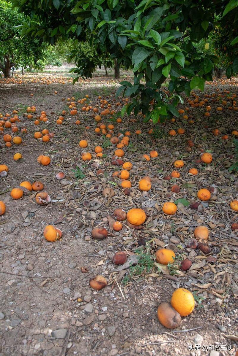 2023年湖南柑橘滞销原因分析及应对措施