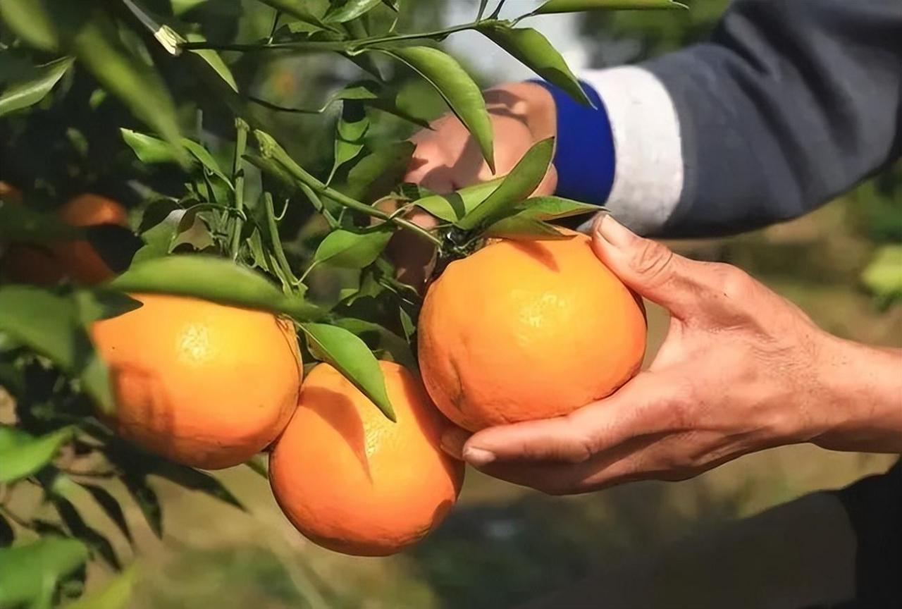 柑橘枯水病发病原因及预防措施，让你的柑橘更抗枯水！
