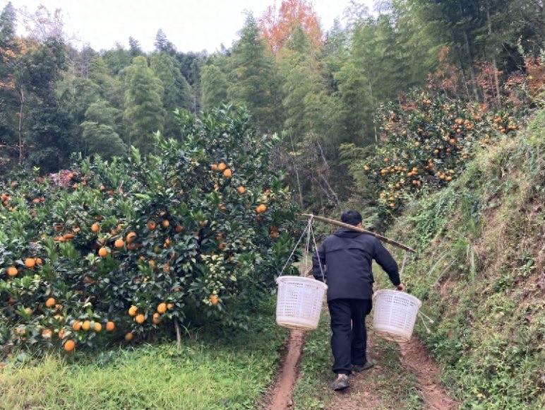 2023年赣南脐橙产量增长20%以上，农户面临销售困境，市场竞争加剧